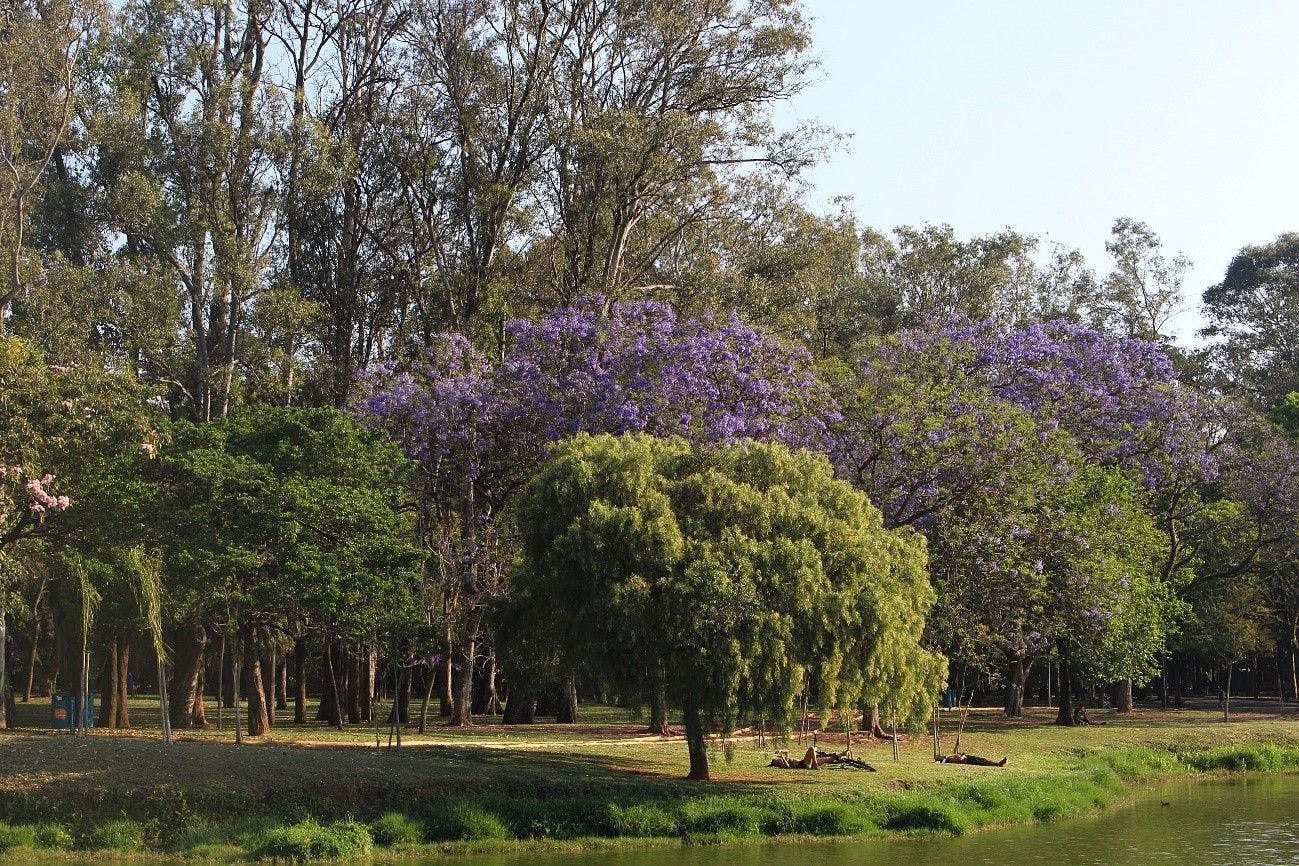 Feriado prolongado: tour nos Parques Ibirapuera, Horto Florestal e Cantareira é opção de lazer ao ar livre para os dias de descanso