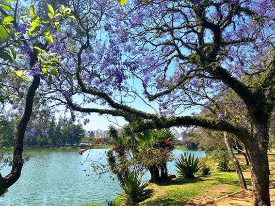 Urbia divulga programação especial gratuita em comemoração ao Dia da Árvore e início da Primavera no Parque Ibirapuera 